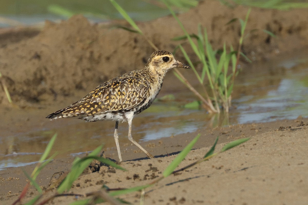 Pacific Golden-Plover - ML618657257