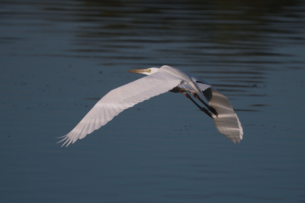 Great Egret - ML618657294