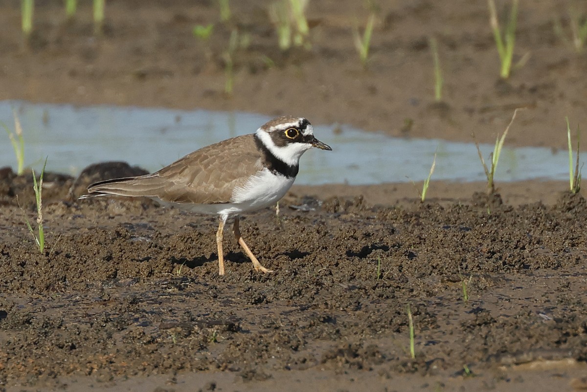 Little Ringed Plover - ML618657320