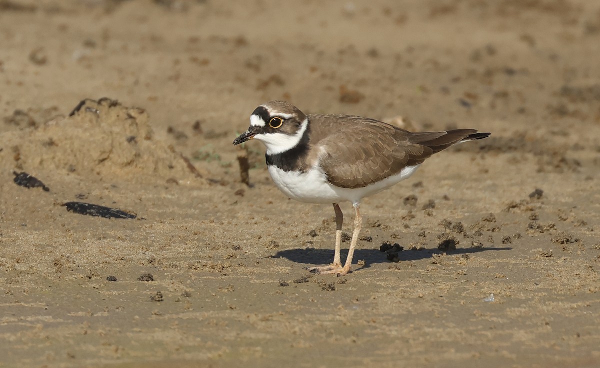 Little Ringed Plover - ML618657321