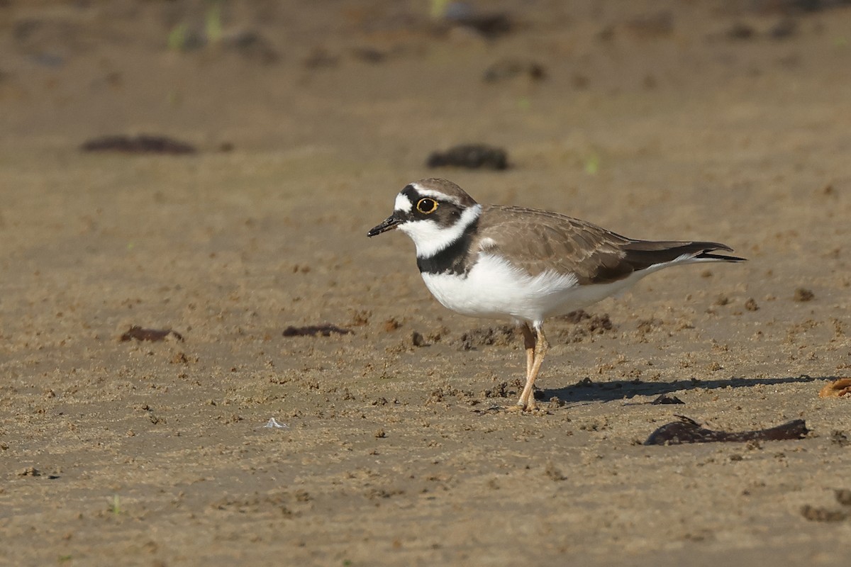 Little Ringed Plover - ML618657322