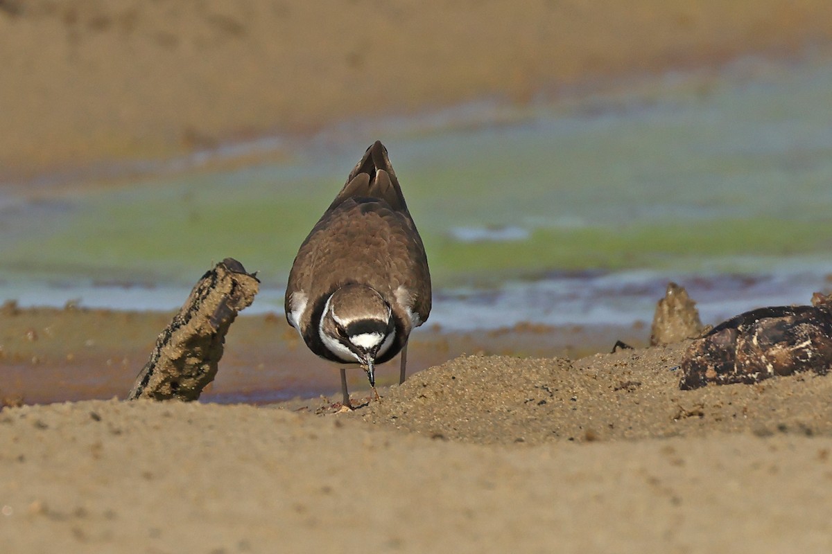 Little Ringed Plover - ML618657323