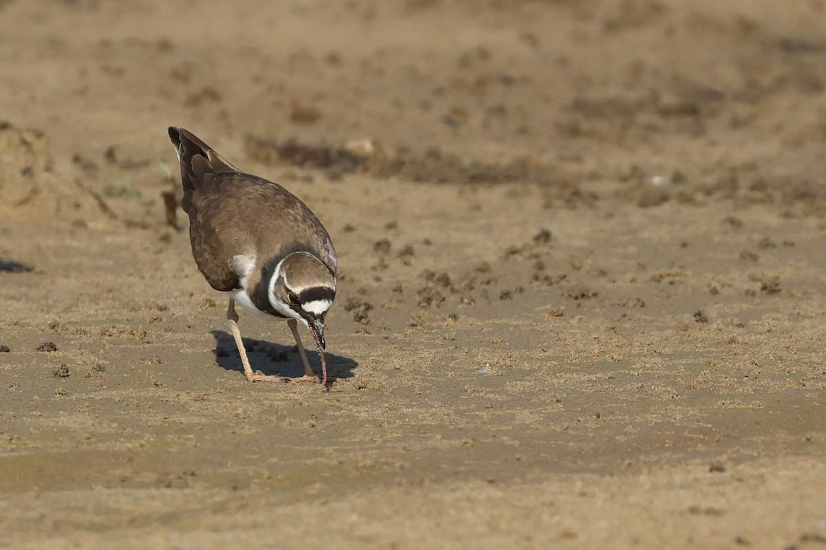 Little Ringed Plover - ML618657327