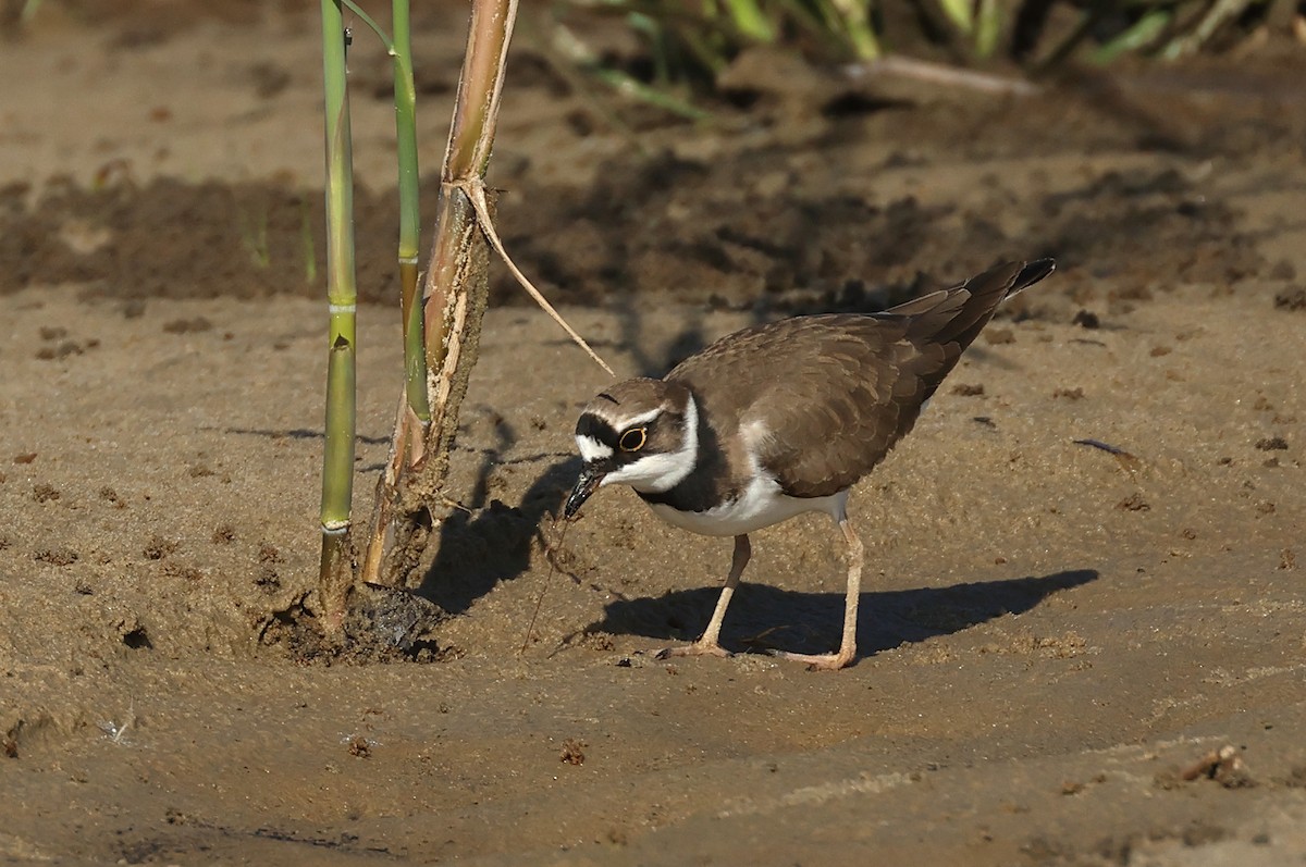 Little Ringed Plover - ML618657328