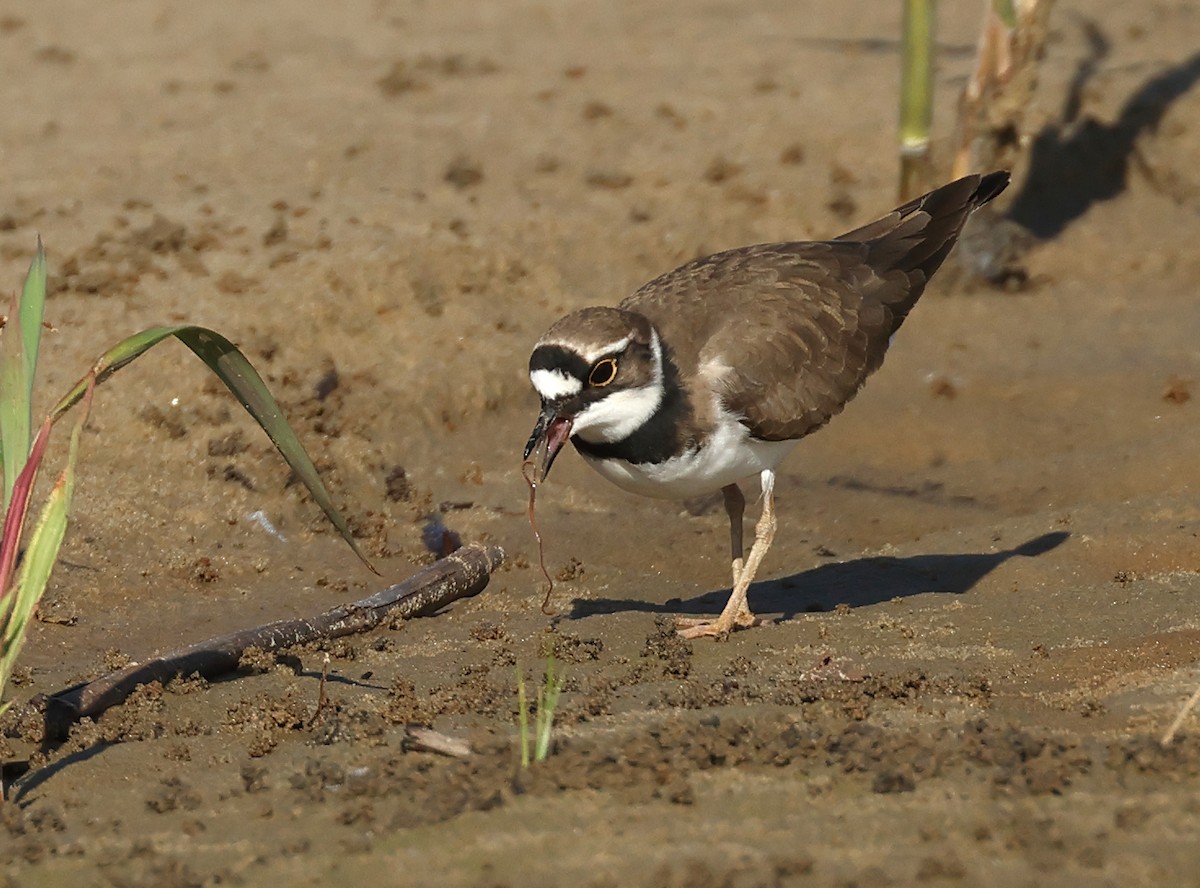 Little Ringed Plover - ML618657332