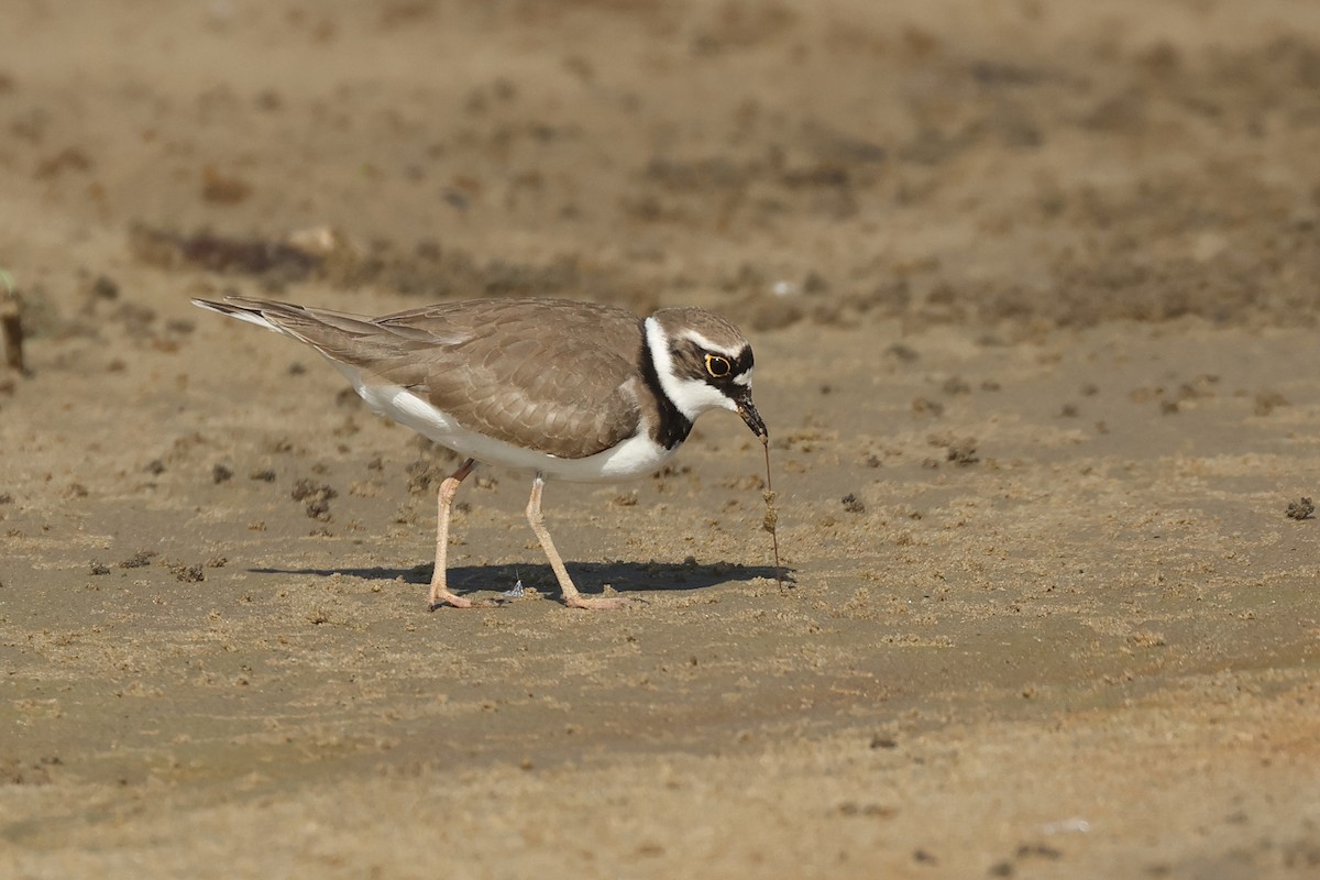 Little Ringed Plover - ML618657334