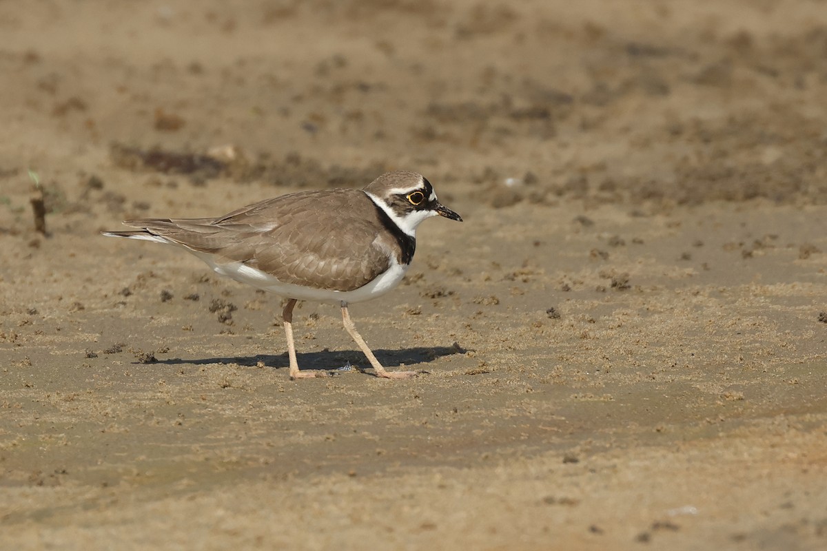 Little Ringed Plover - ML618657335