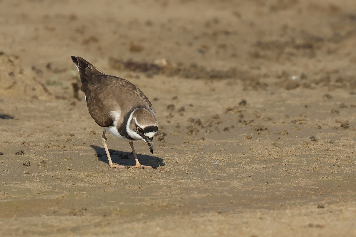 Little Ringed Plover - ML618657337