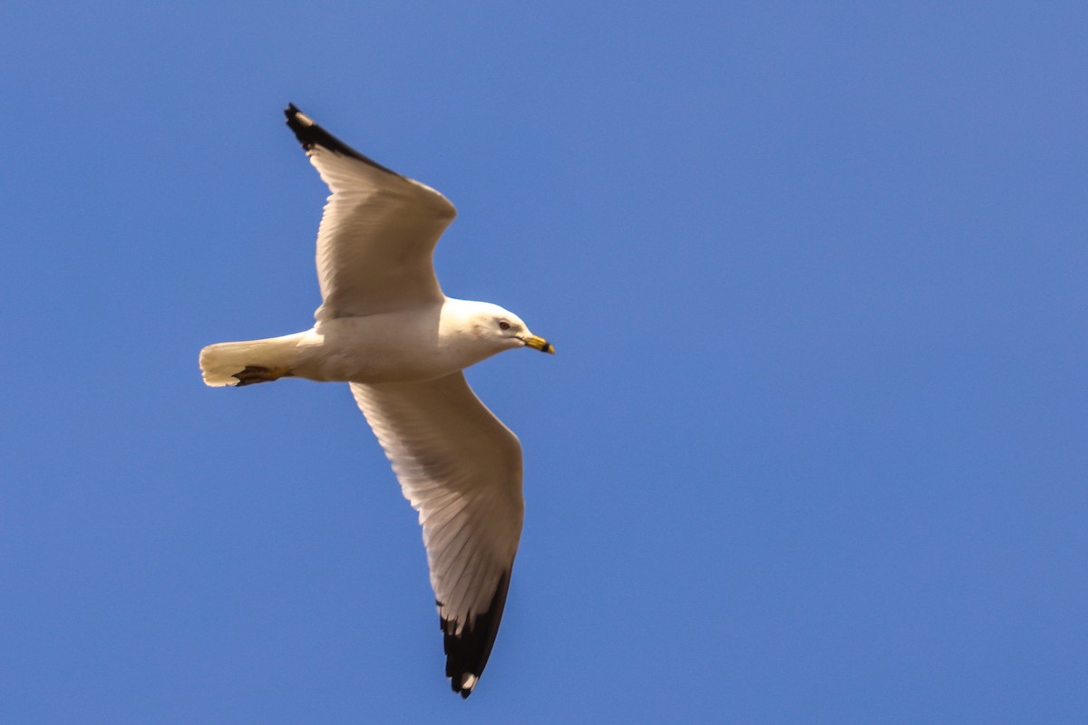 Ring-billed Gull - ML618657374