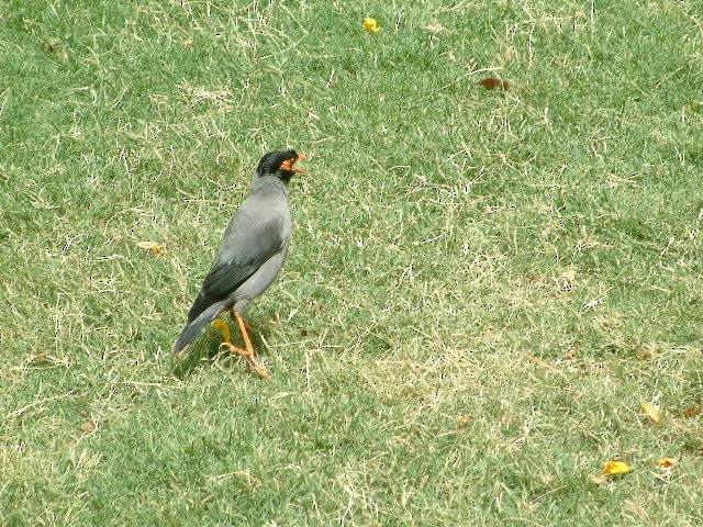 Bank Myna - Jonathan Boucher