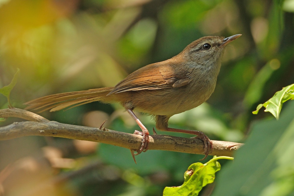 Philippine Bush Warbler - ML618657423