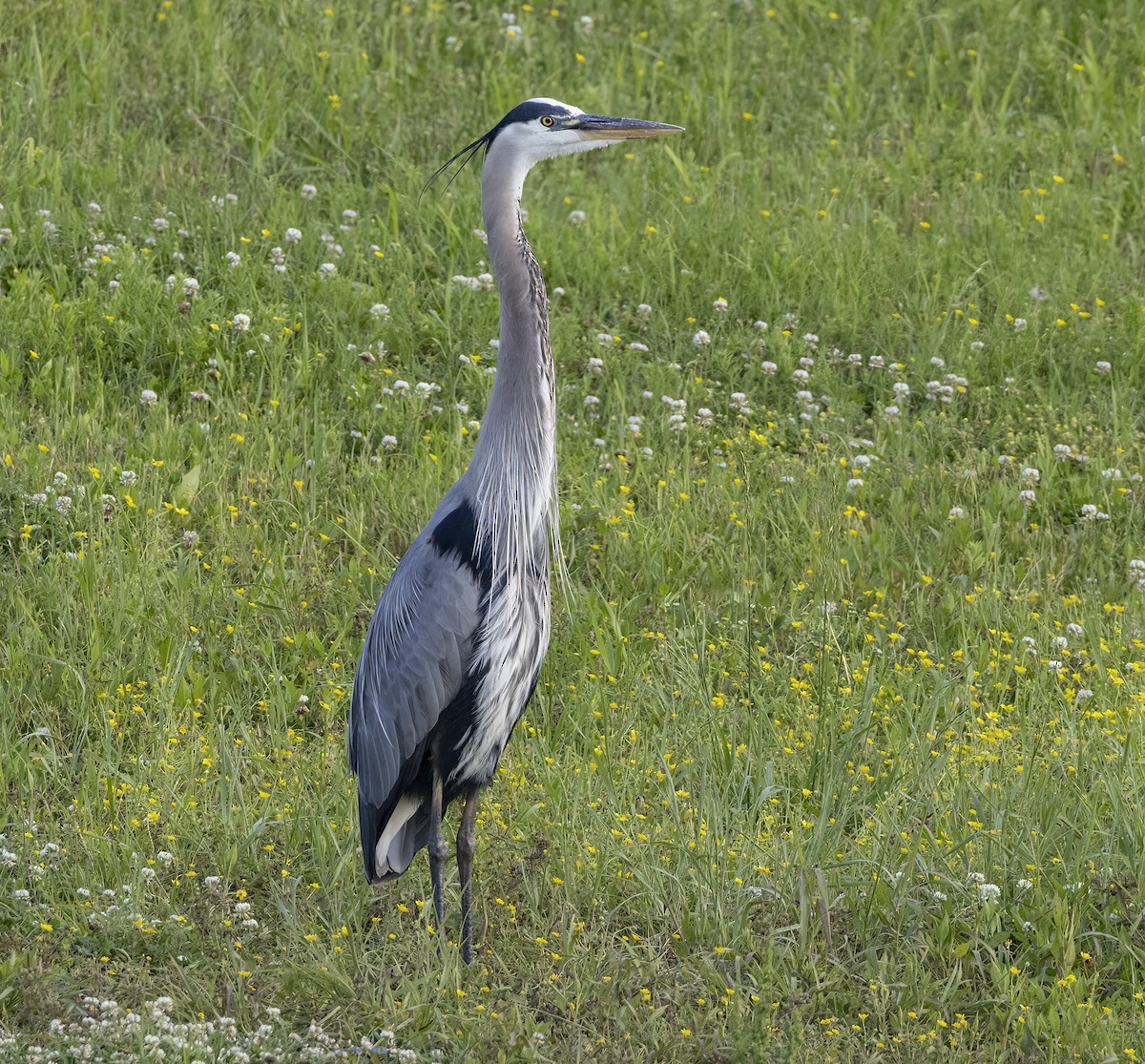 Great Blue Heron - ML618657427