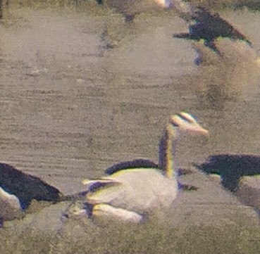 husa tibetská - ML618657440