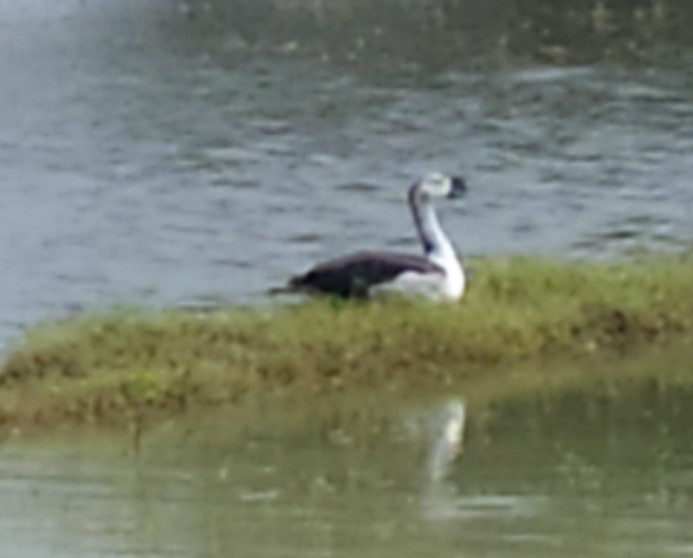 コブガモ - ML618657443