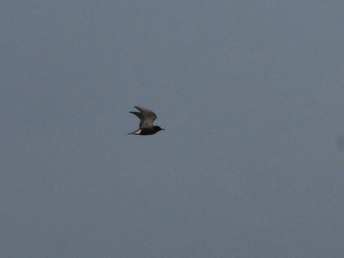 Black Tern - Kurt Hennige