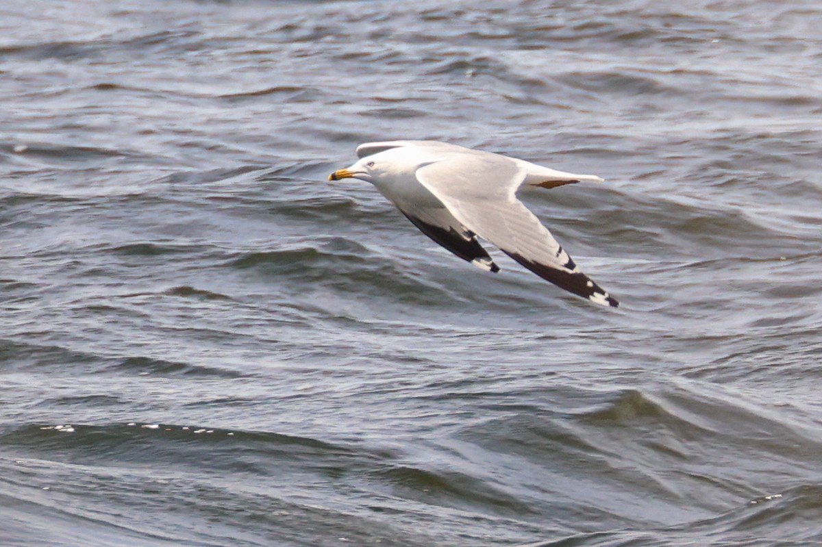 Ring-billed Gull - ML618657461