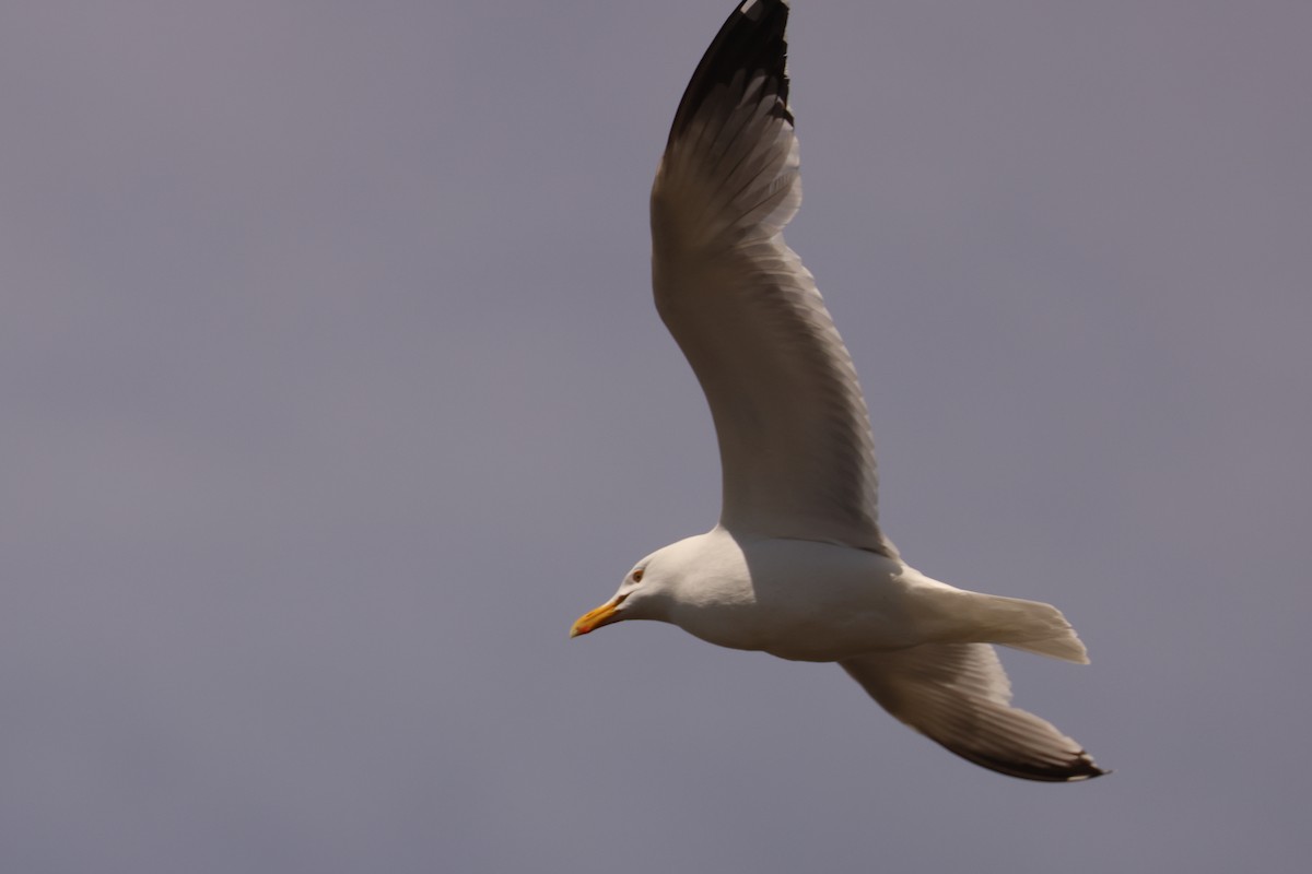 Herring Gull - Ian Somerville