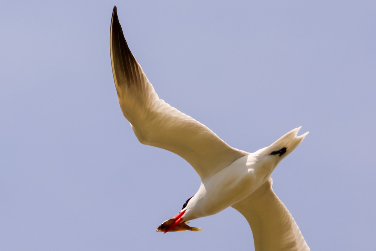 Caspian Tern - ML618657495