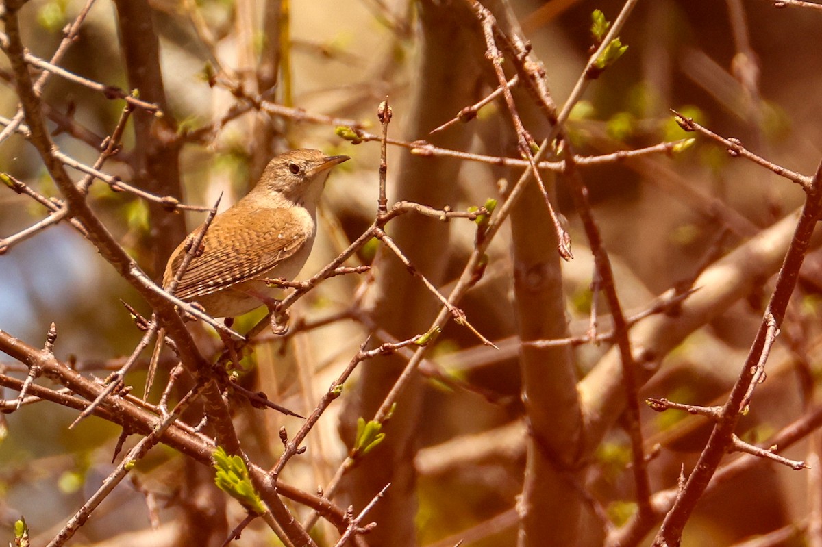 House Wren - ML618657523