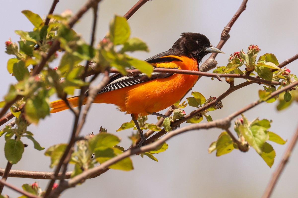 Baltimore Oriole - ML618657552