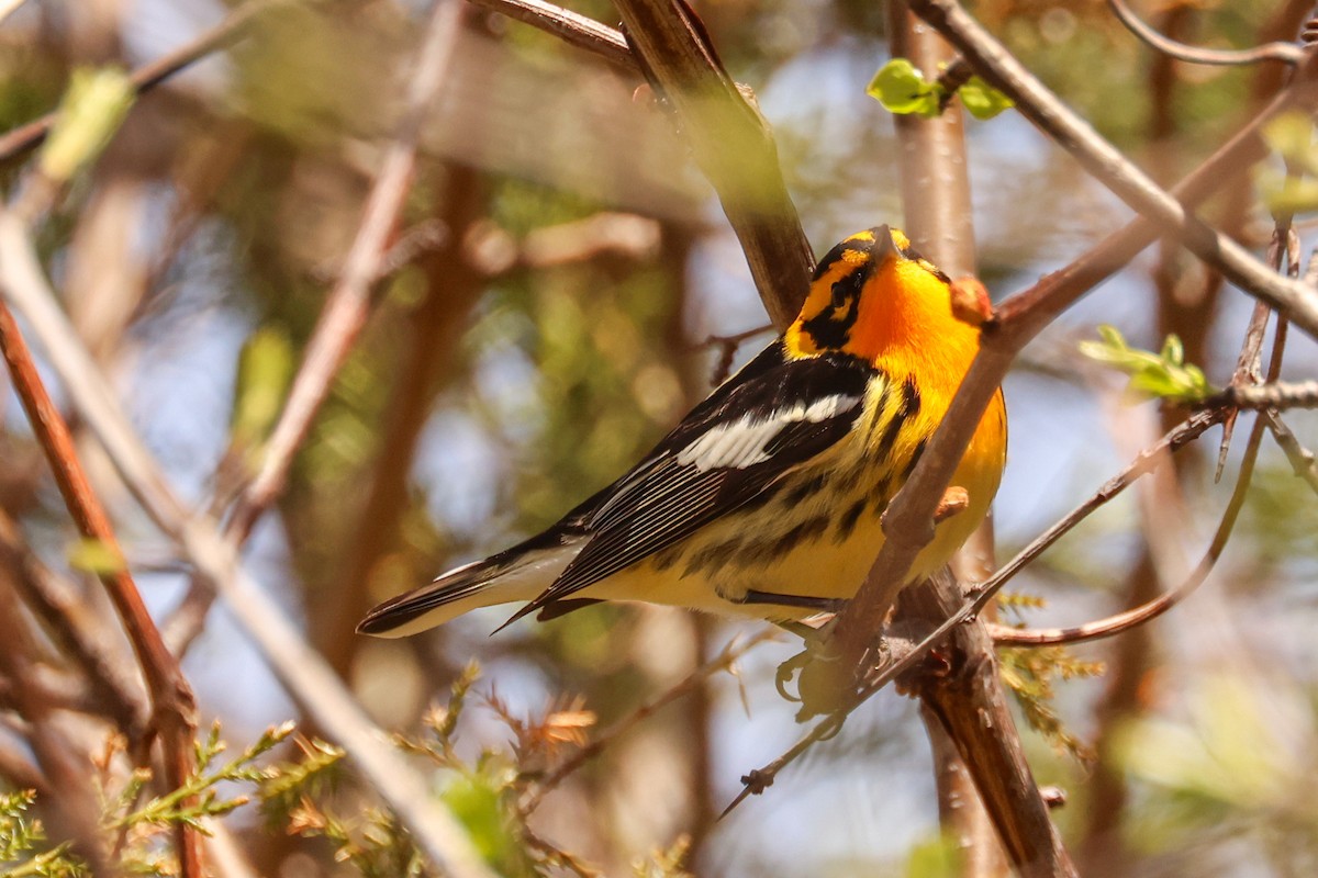 Blackburnian Warbler - Ian Somerville