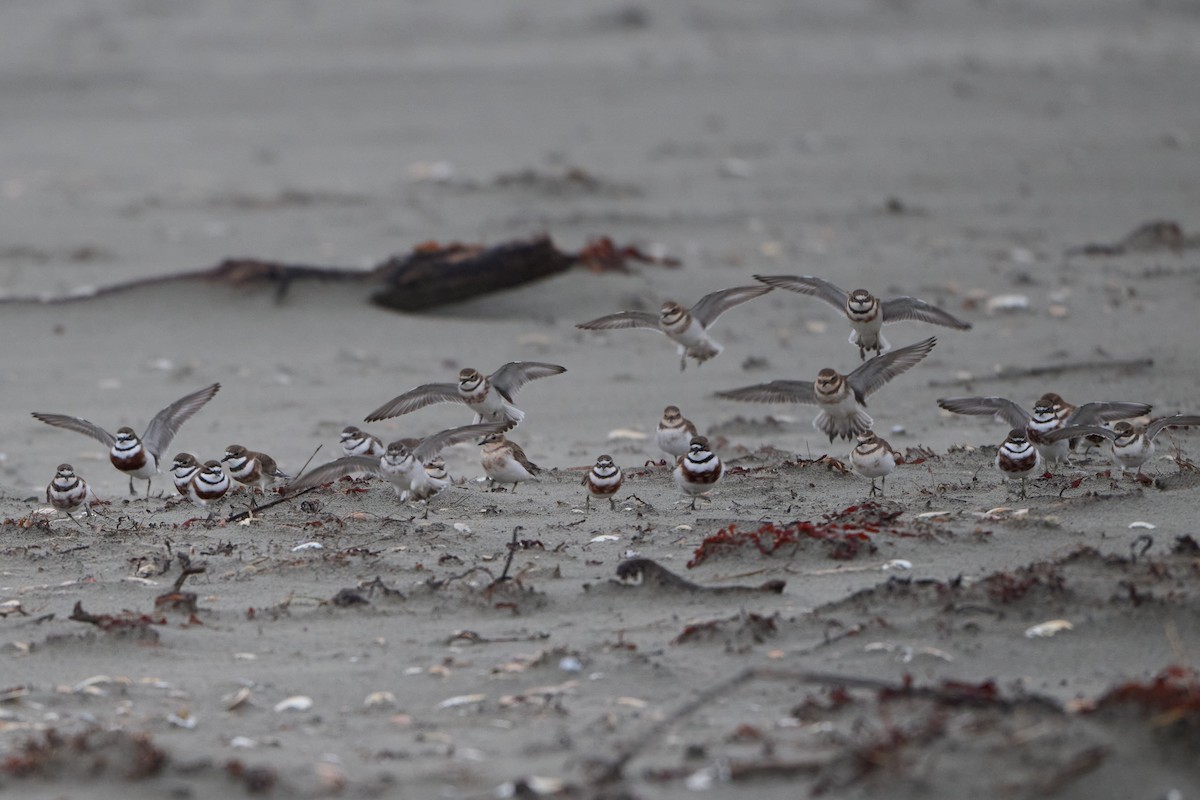 kulík dvoupruhý - ML618657563