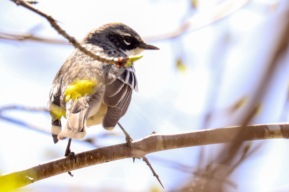 Yellow-rumped Warbler - Ian Somerville