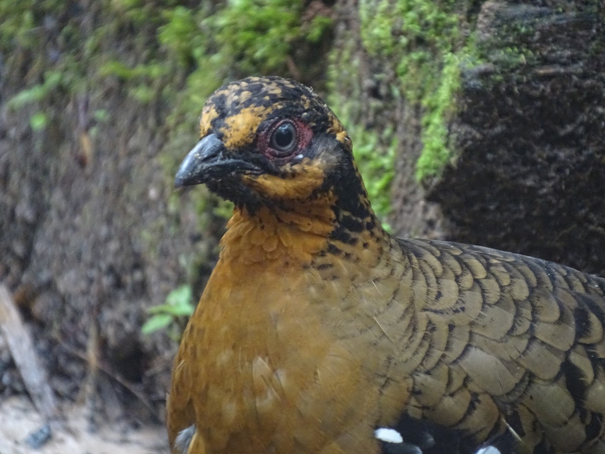Red-breasted Partridge - Lai Wah Liu