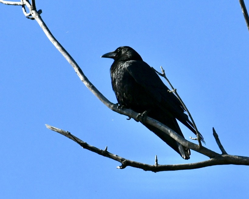 American Crow - Heather Pickard