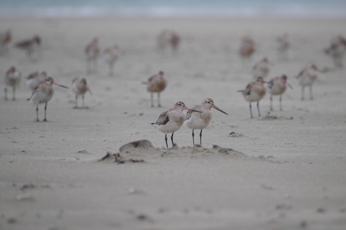 břehouš rudý - ML618657596