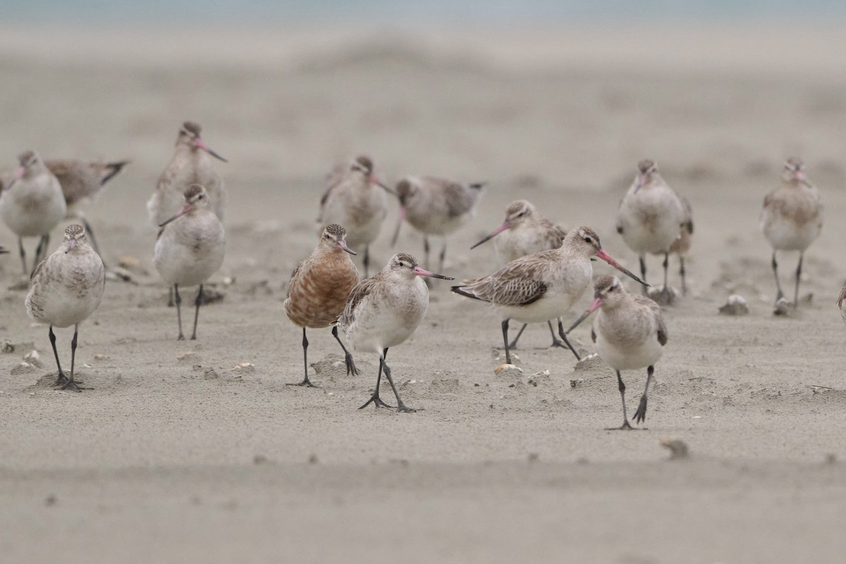 břehouš rudý - ML618657597