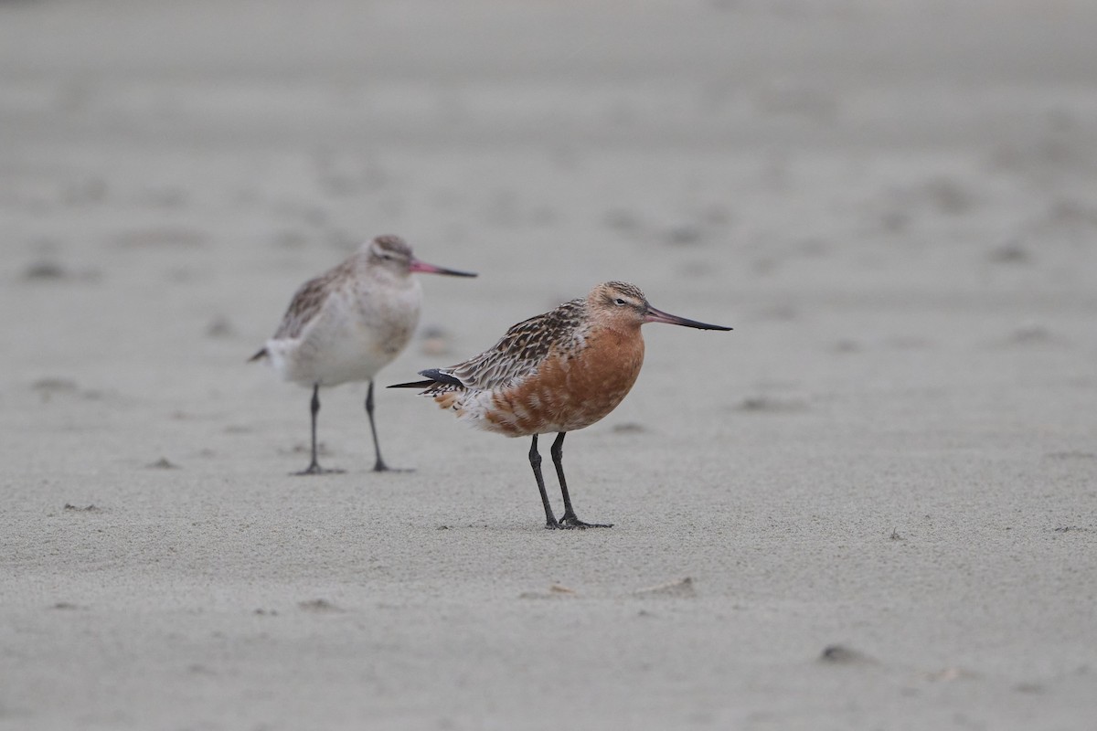 Bar-tailed Godwit - ML618657598