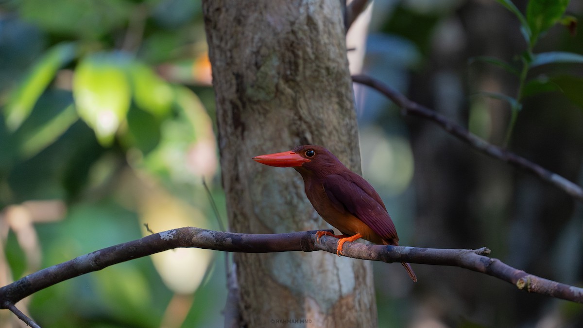 Ruddy Kingfisher - ML618657600