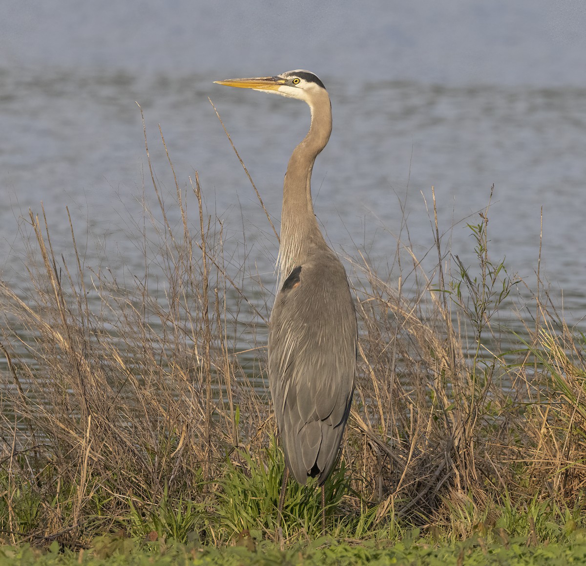 Great Blue Heron - ML618657605