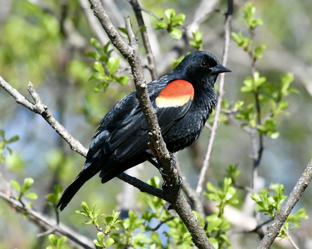 Red-winged Blackbird - Heather Pickard