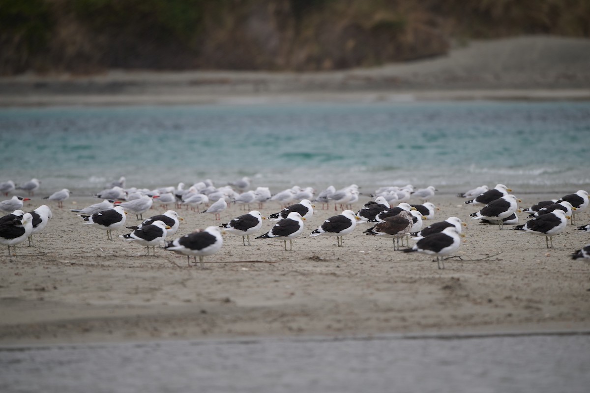 Kelp Gull - Anonymous
