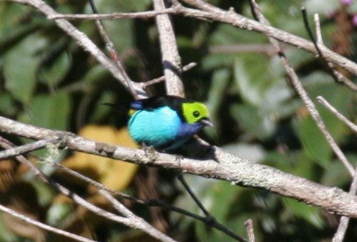 Paradise Tanager - ML618657620