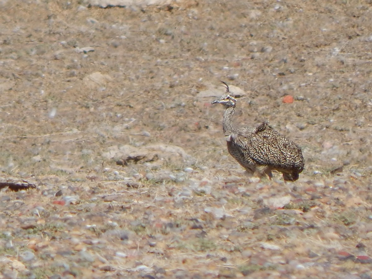 Elegant Crested-Tinamou - ML618657624