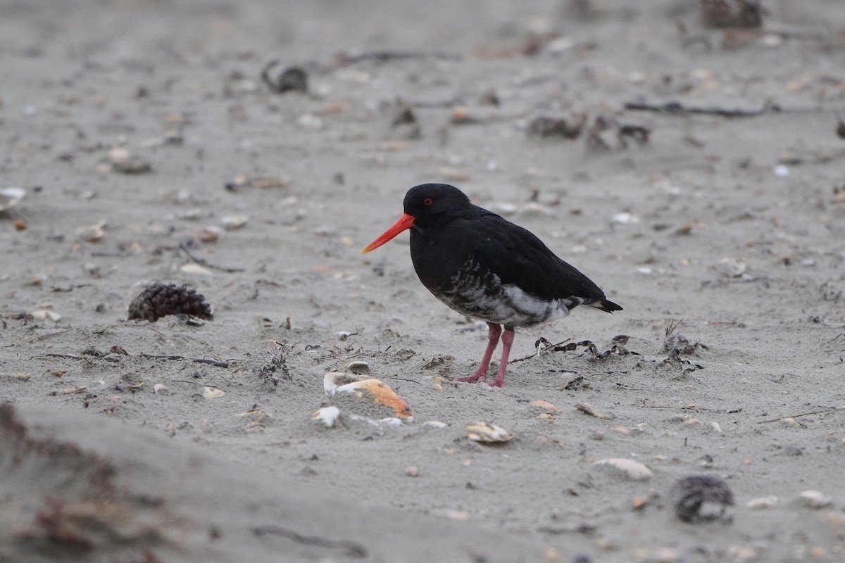 Variable Oystercatcher - ML618657634