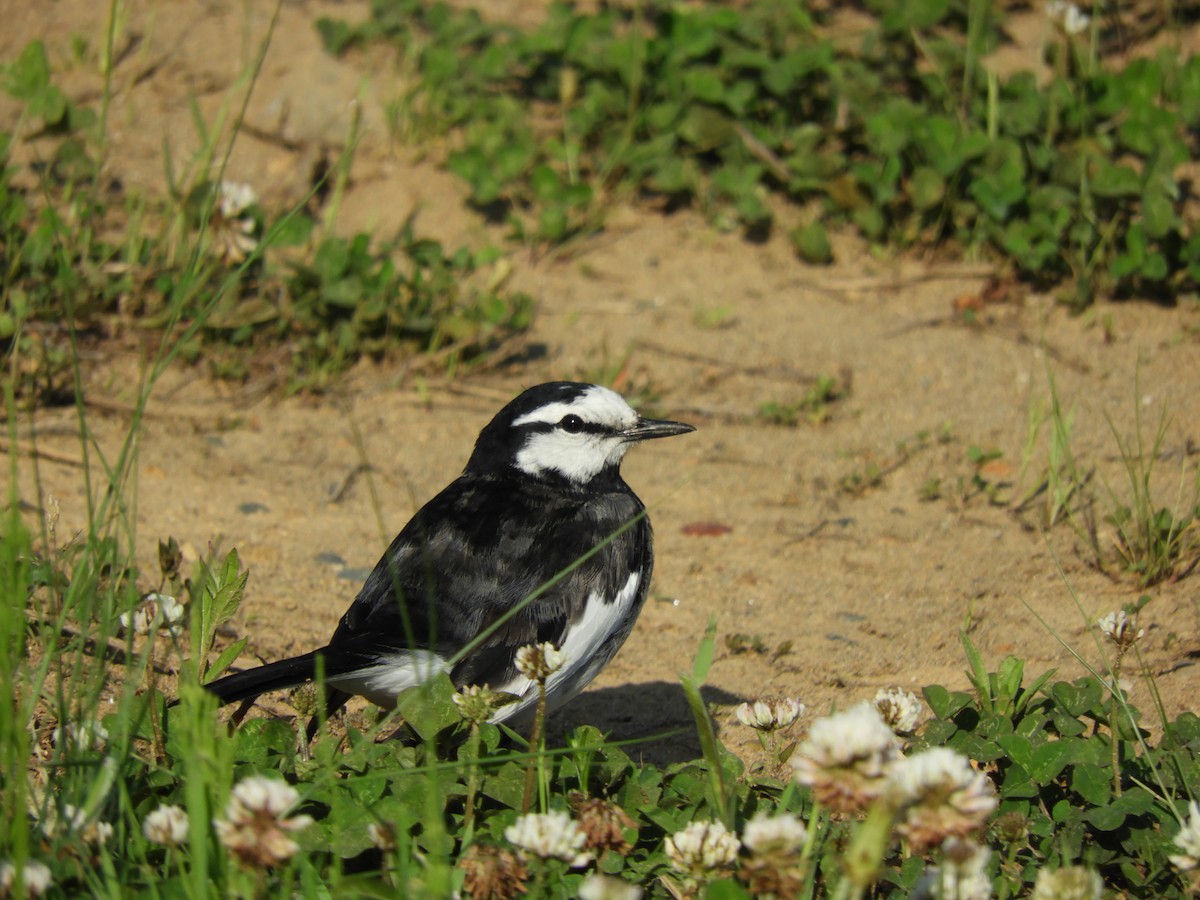 White Wagtail - ML618657638