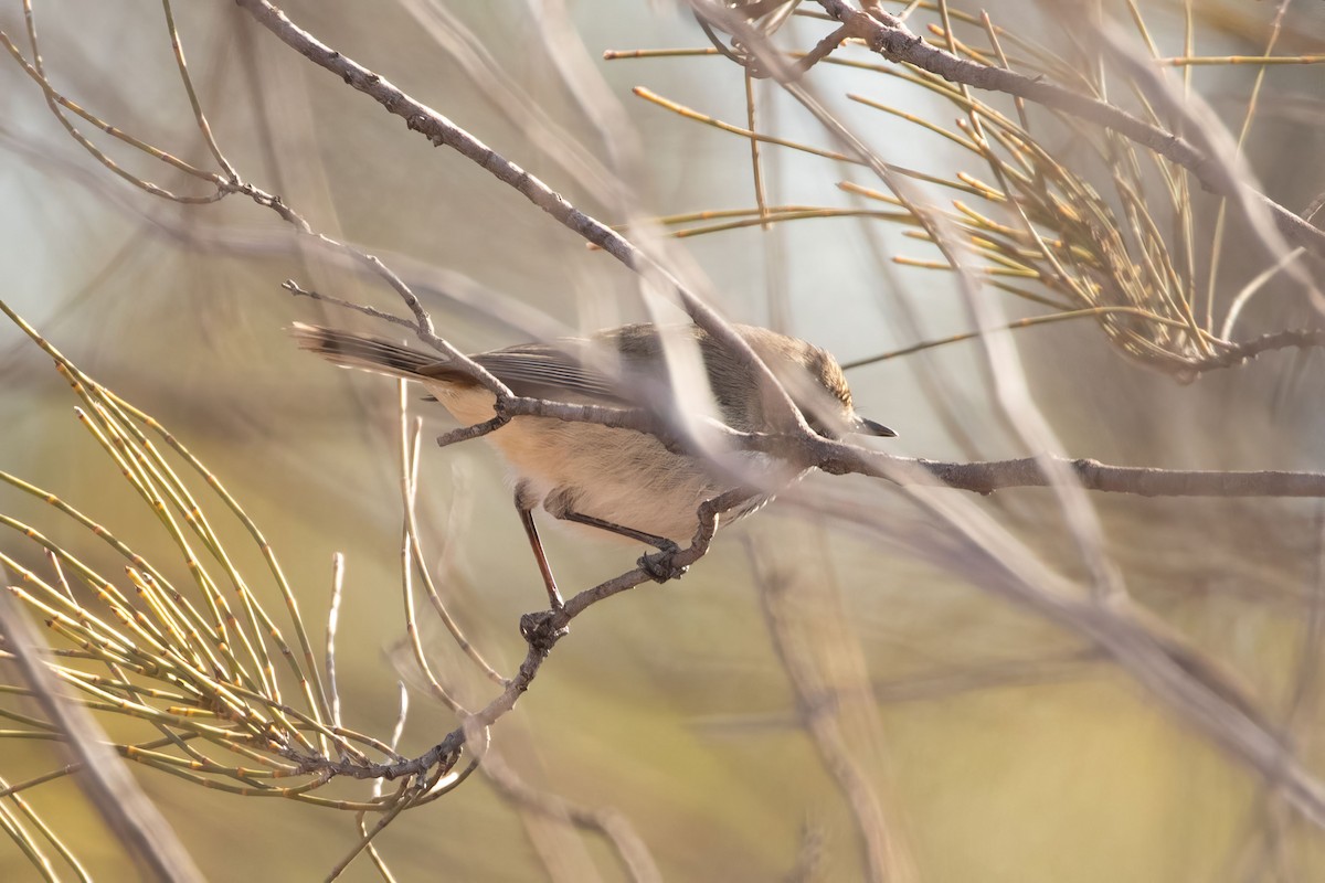 Slaty-backed Thornbill - ML618657639