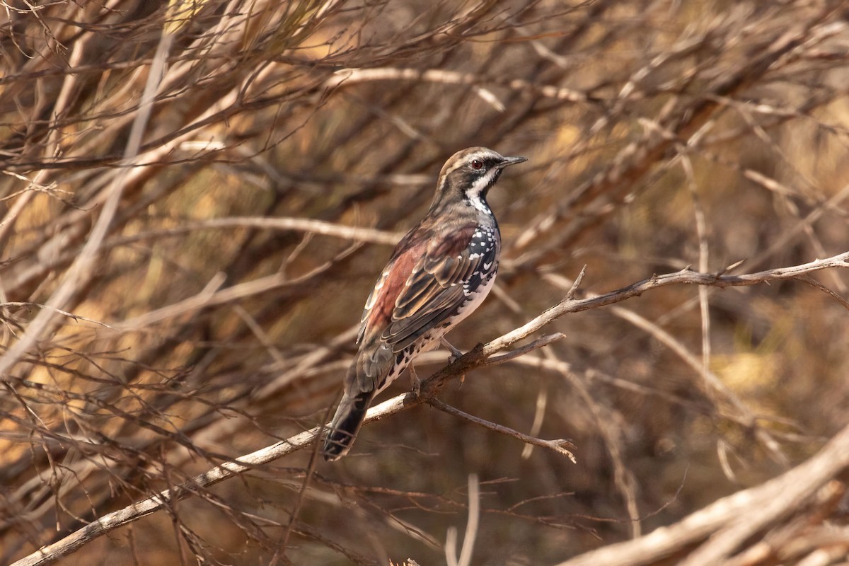 Copperback Quail-thrush - JK Malkoha