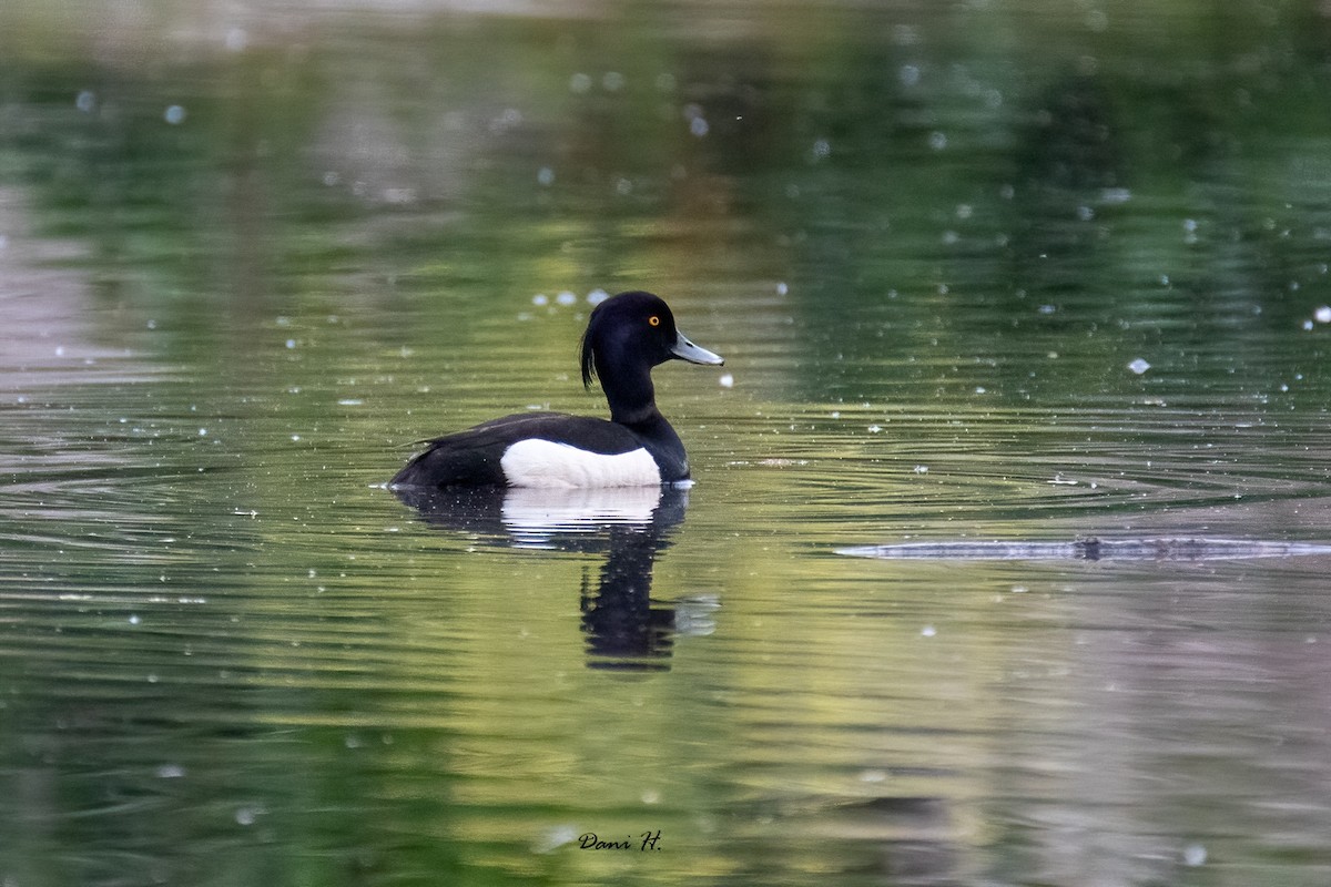 Tufted Duck - ML618657728