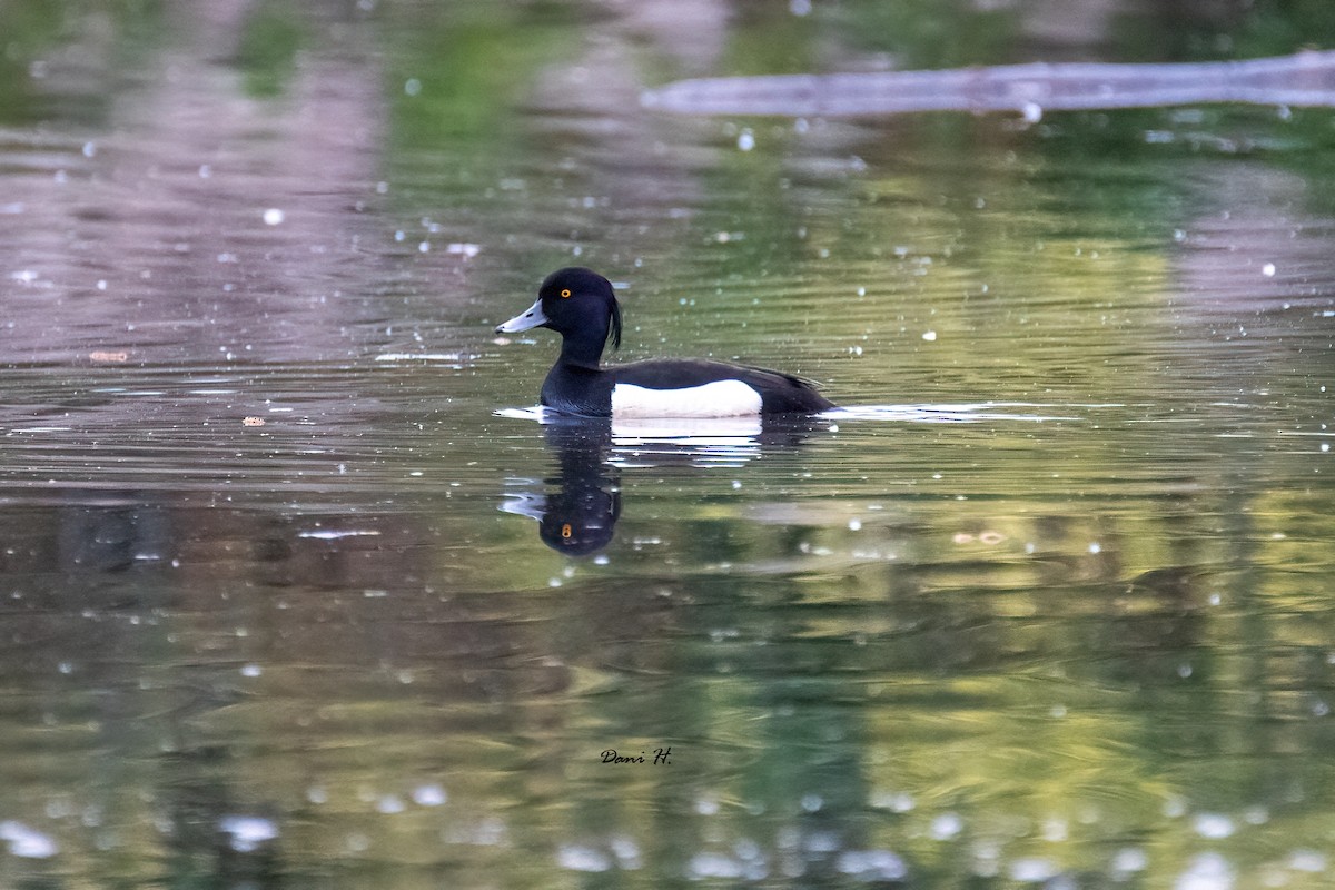 Tufted Duck - ML618657729