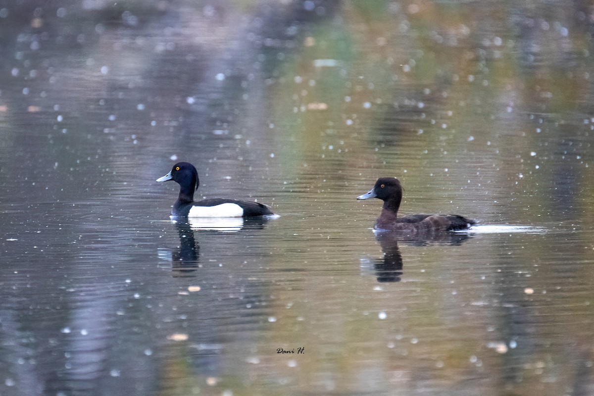 Tufted Duck - ML618657730