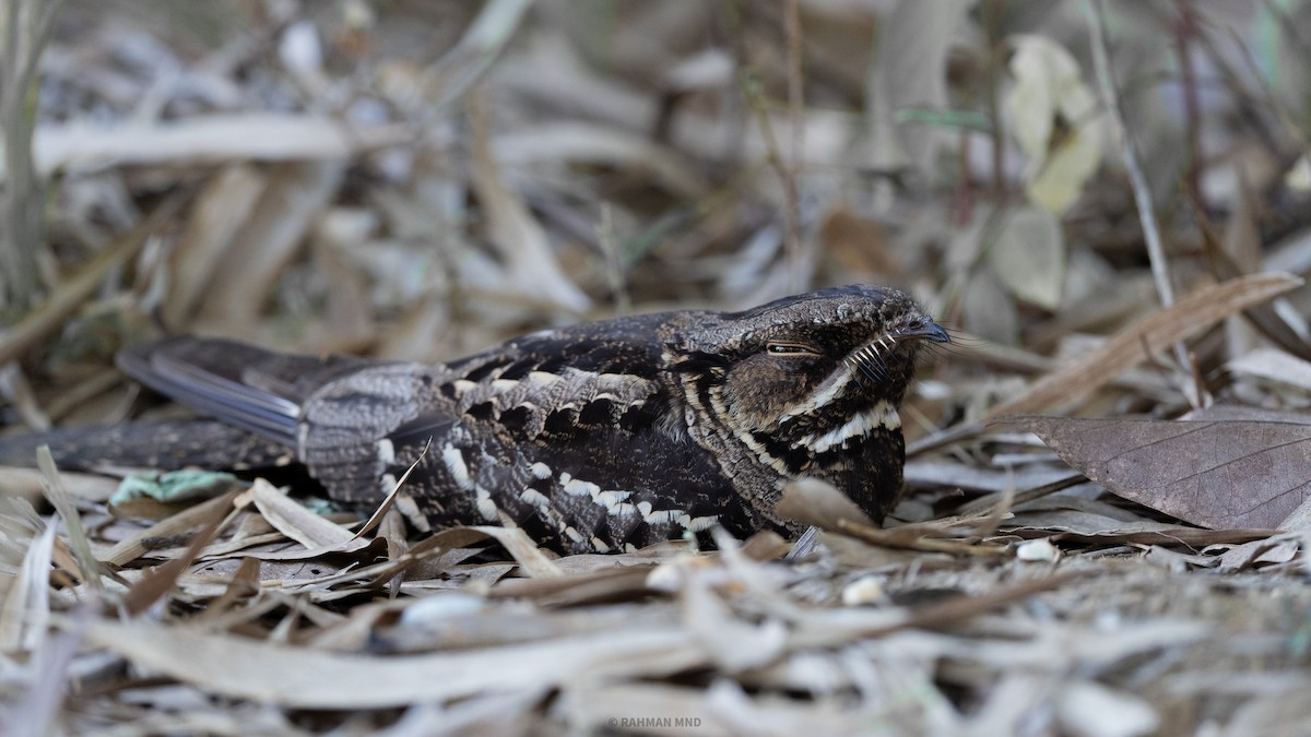 Large-tailed Nightjar - ML618657746