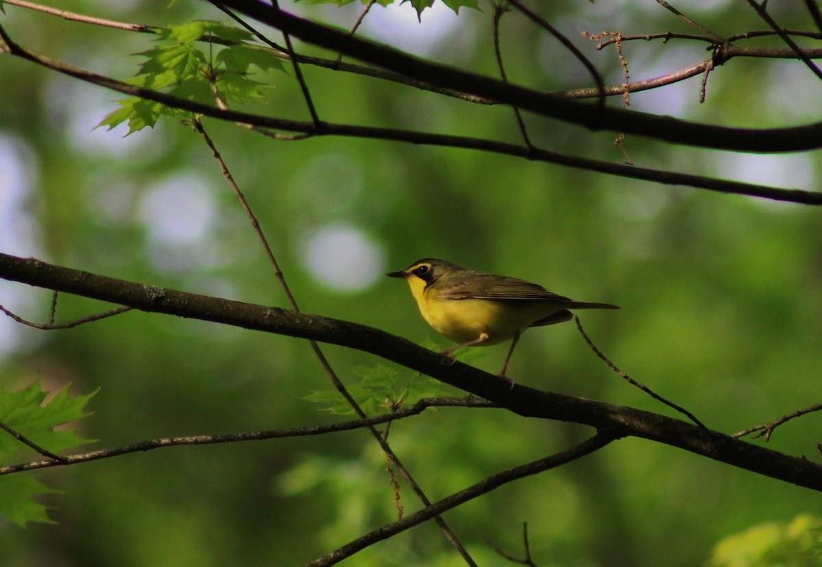 Kentucky Warbler - Ben Morrison