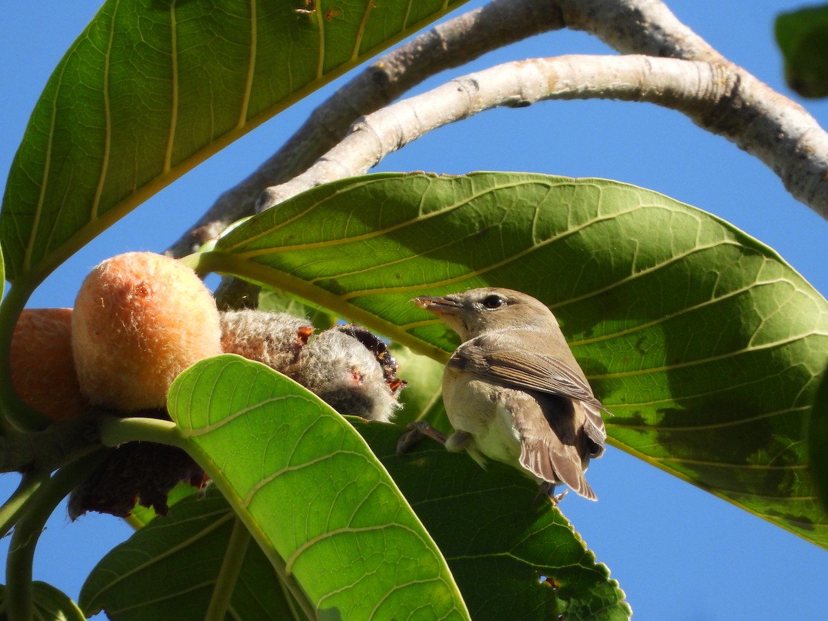 Garden Warbler - Itay Berger