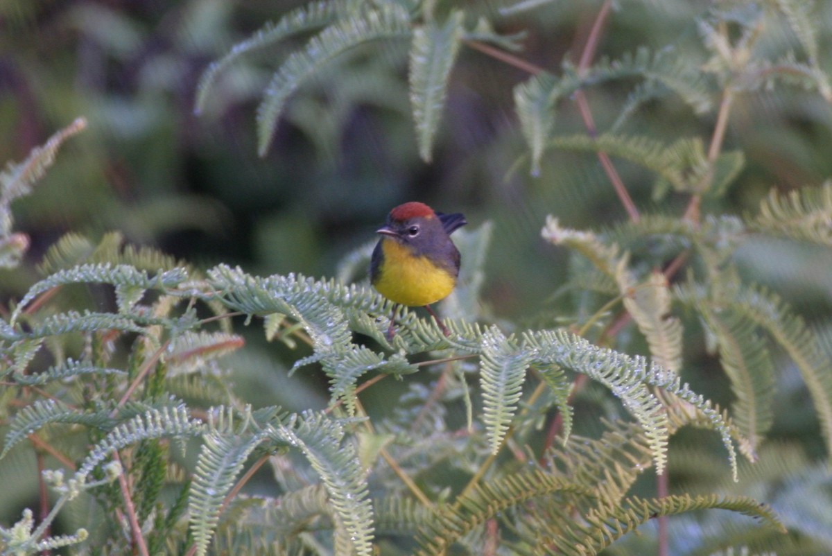 Tepui Redstart - ML618657891