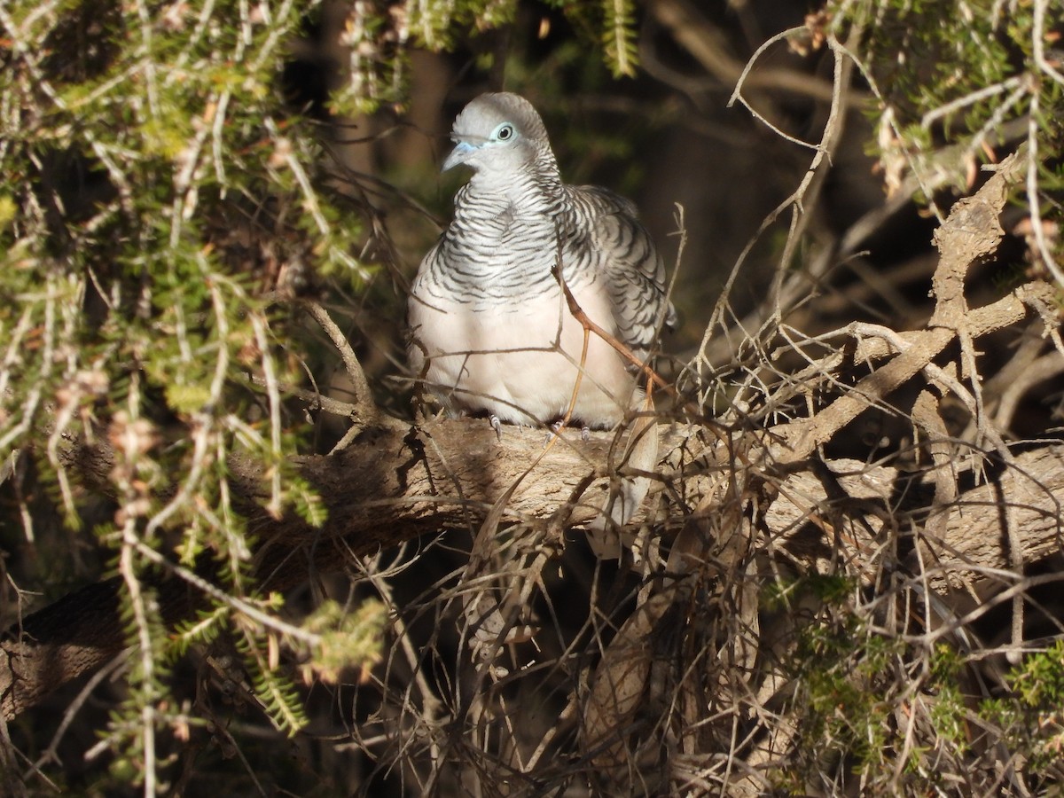 Peaceful Dove - Rodney van den Brink